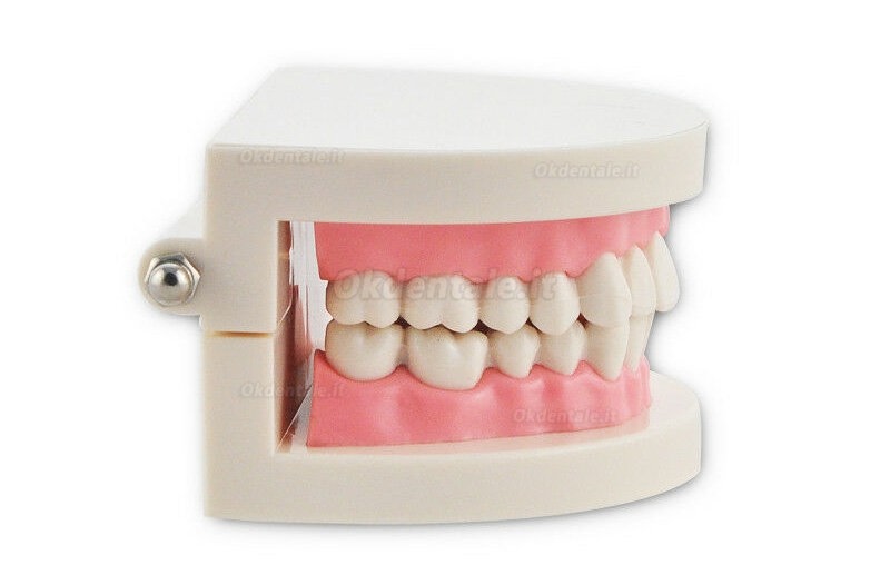 Study Teaching dimostrazione denti standard Model